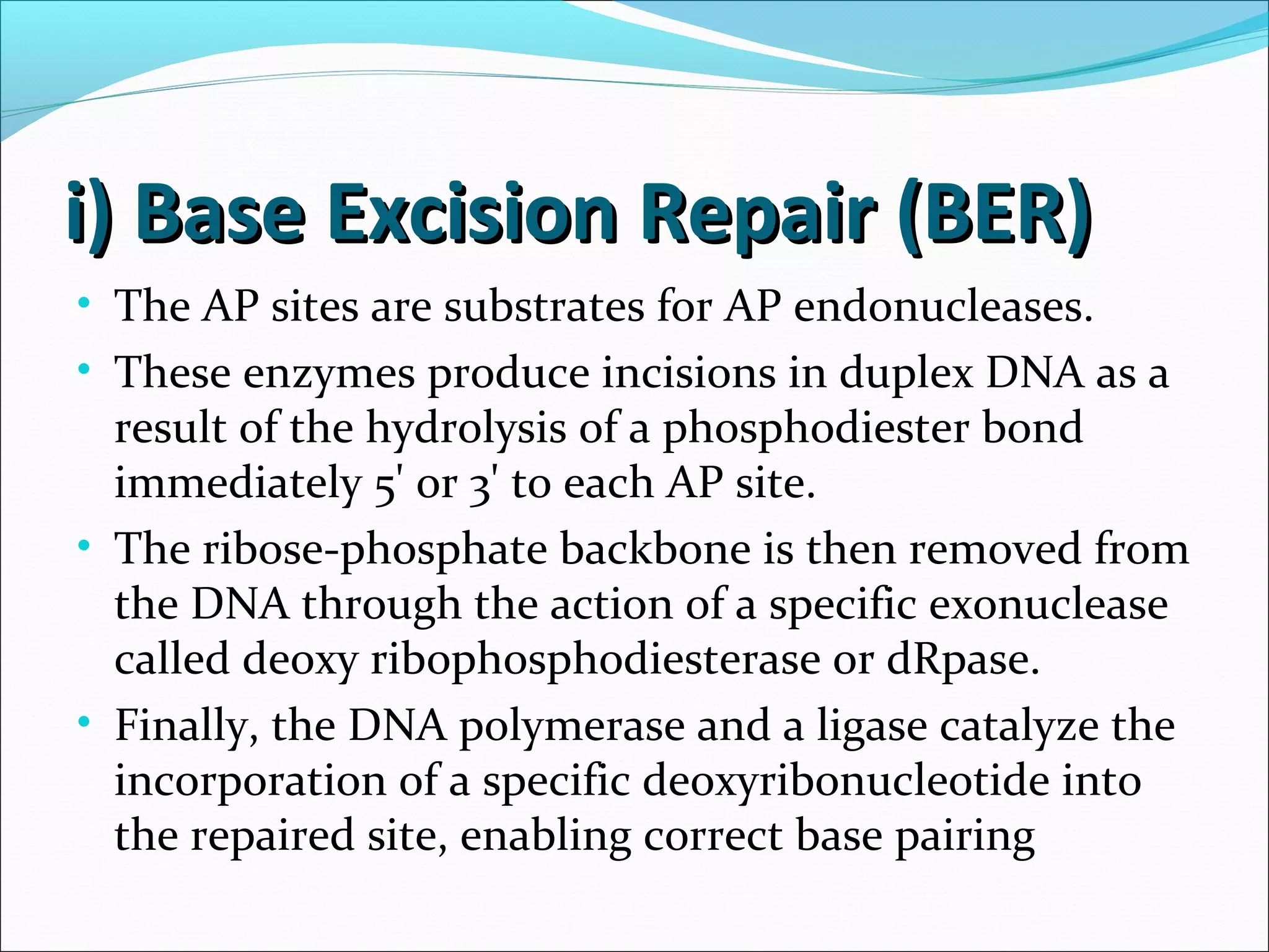 i) Base Excision Repair (BER)i) Base Excision Repair (BER)
• The AP sites are substrates for AP endonucleases.
• These enzymes produce incisions in duplex DNA as a
result of the hydrolysis of a phosphodiester bond
immediately 5' or 3' to each AP site.
• The ribose-phosphate backbone is then removed from
the DNA through the action of a specific exonuclease
called deoxy ribophosphodiesterase or dRpase.
• Finally, the DNA polymerase and a ligase catalyze the
incorporation of a specific deoxyribonucleotide into
the repaired site, enabling correct base pairing
 