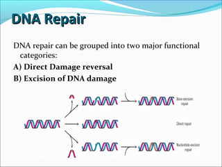 DNA RepairDNA Repair
DNA repair can be grouped into two major functional
categories:
A) Direct Damage reversal
B) Excision of DNA damage
 