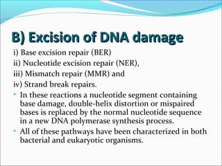 B) Excision of DNA damageB) Excision of DNA damage
i) Base excision repair (BER)
ii) Nucleotide excision repair (NER),
iii) Mismatch repair (MMR) and
iv) Strand break repairs.
• In these reactions a nucleotide segment containing
base damage, double-helix distortion or mispaired
bases is replaced by the normal nucleotide sequence
in a new DNA polymerase synthesis process.
• All of these pathways have been characterized in both
bacterial and eukaryotic organisms.
 