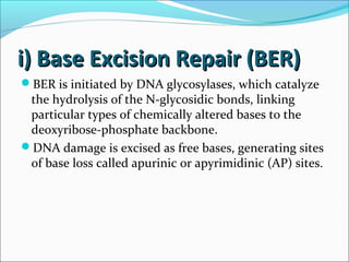 i) Base Excision Repair (BER)i) Base Excision Repair (BER)
BER is initiated by DNA glycosylases, which catalyze
the hydrolysis of the N-glycosidic bonds, linking
particular types of chemically altered bases to the
deoxyribose-phosphate backbone.
DNA damage is excised as free bases, generating sites
of base loss called apurinic or apyrimidinic (AP) sites.
 