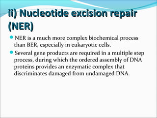 ii) Nucleotide excision repairii) Nucleotide excision repair
(NER)(NER)
NER is a much more complex biochemical process
than BER, especially in eukaryotic cells.
Several gene products are required in a multiple step
process, during which the ordered assembly of DNA
proteins provides an enzymatic complex that
discriminates damaged from undamaged DNA.
 