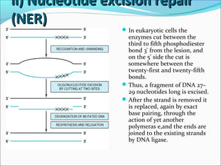 ii) Nucleotide excision repairii) Nucleotide excision repair
(NER)(NER)
In eukaryotic cells the
enzymes cut between the
third to fifth phosphodiester
bond 3' from the lesion, and
on the 5' side the cut is
somewhere between the
twenty-first and twenty-fifth
bonds.
Thus, a fragment of DNA 27–
29 nucleotides long is excised.
After the strand is removed it
is replaced, again by exact
base pairing, through the
action of yet another
polymeras e,and the ends are
joined to the existing strands
by DNA ligase.
 