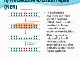 ii) Nucleotide excision repairii) Nucleotide excision repair
(NER)(NER)
• In Escherichia
coli there are three
specific proteins,
called UvrA, B and C,
involved in lesion
recognition and
endonuclease incision.
• This fragment is
released by UvrD
helicase action,
generating a gap that
is finally submitted to
repair synthesis
 