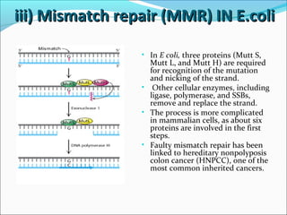 iii) Mismatch repair (MMR) IN E.coliiii) Mismatch repair (MMR) IN E.coli
• In E coli, three proteins (Mutt S,
Mutt L, and Mutt H) are required
for recognition of the mutation
and nicking of the strand.
• Other cellular enzymes, including
ligase, polymerase, and SSBs,
remove and replace the strand.
• The process is more complicated
in mammalian cells, as about six
proteins are involved in the first
steps.
• Faulty mismatch repair has been
linked to hereditary nonpolyposis
colon cancer (HNPCC), one of the
most common inherited cancers.
 