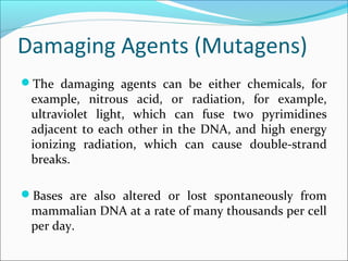 Damaging Agents (Mutagens)
The damaging agents can be either chemicals, for
example, nitrous acid, or radiation, for example,
ultraviolet light, which can fuse two pyrimidines
adjacent to each other in the DNA, and high energy
ionizing radiation, which can cause double-strand
breaks.
Bases are also altered or lost spontaneously from
mammalian DNA at a rate of many thousands per cell
per day.
 