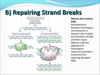 B) Repairing Strand BreaksB) Repairing Strand Breaks
Meiosis also involves
DSBs
Recombination
between homologous
chromosomes in
meiosis I also involves
the formation of DSBs
and their repair.
Meiosis I with the
alignment of
homologous
sequences provides a
mechanism for
repairing damaged
DNA.
 