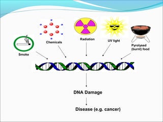 Smoke
Pyrolysed
(burnt) food
Radiation UV lightChemicals
DNA Damage
Disease (e.g. cancer)
 