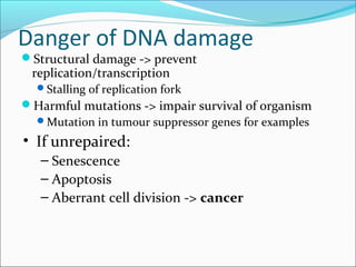 Danger of DNA damage
Structural damage -> prevent
replication/transcription
Stalling of replication fork
Harmful mutations -> impair survival of organism
Mutation in tumour suppressor genes for examples
• If unrepaired:
– Senescence
– Apoptosis
– Aberrant cell division -> cancer
 