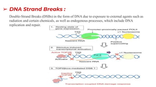 ➢ DNA Strand Breaks :
Double-Strand Breaks (DSBs) in the form of DNA due to exposure to external agents such as
radiation and certain chemicals, as well as endogenous processes, which include DNA
replication and repair.
 