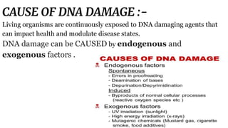 CAUSE OF DNA DAMAGE :-
Living organisms are continuously exposed to DNA damaging agents that
can impact health and modulate disease states.
DNA damage can be CAUSED by endogenous and
exogenous factors .
 