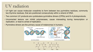 DNA Damage and DNA Repair- Dr. Sonia Angeline | PDF