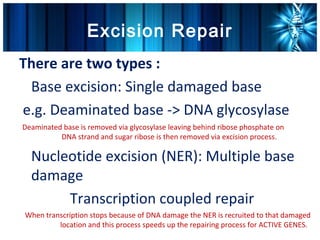 Excision Repair
There are two types :
•




 Base excision: Single damaged base
e.g. Deaminated base -> DNA glycosylase
    Deaminated base is removed via glycosylase leaving behind ribose phosphate on
              DNA strand and sugar ribose is then removed via excision process.
•




      Nucleotide excision (NER): Multiple base
      damage
           Transcription coupled repair
    When transcription stops because of DNA damage the NER is recruited to that damaged
             location and this process speeds up the repairing process for ACTIVE GENES.
 