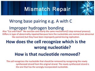 Mismatch Repair
   •




         Wrong base pairing e.g. A with C
   •




         Improper hydrogen bonding
Also “Cut and Patch” like excision and nearly the same mechanism(3 step removal process).
Differs in type of abnormality repaired because here the nucleotides are normal (not abnormal
           like excision) but they have been improperly paired during replication.

       How does the cell recognize which is the
                    wrong nucleotide?
          How is that nucleotide removed?
       The cell recognizes the nucleotide that should be removed by recognizing the newly
                  synthesized strand from the original strand. The newly synthesized strand is
                  the one that has the wrongly incorporated nucleotide.
 