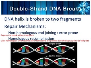 Double-Strand DNA Breaks
•




    DNA helix is broken to two fragments
•




    Repair Mechanisms:
    •




        Non-homologous end joining : error prone
Repairs the break without template
    •




        Homologous recombination
Uses homologous chromosome (All chromosome are present as homologous pairs) as template
 