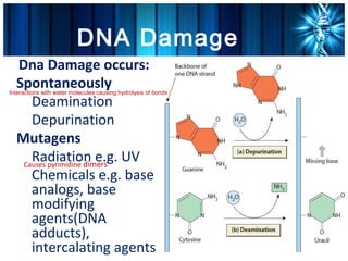 DNA Damage
      Dna Damage occurs:
•




      Spontaneously
    Interactions with water molecules causing hydrolysis of bonds
        –




         Deamination
        –




         Depurination
•




      Mutagens
        –




         Radiation e.g. UV
       Causes pyrimidine dimers
        –




         Chemicals e.g. base
         analogs, base
         modifying
         agents(DNA
         adducts),
         intercalating agents
 