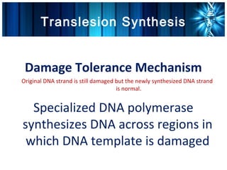 Translesion Synthesis


 Damage Tolerance Mechanism
Original DNA strand is still damaged but the newly synthesized DNA strand
                                     is normal.


  Specialized DNA polymerase
synthesizes DNA across regions in
 which DNA template is damaged
 