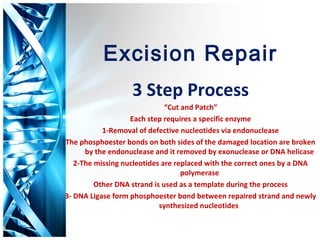 Excision Repair
                   3 Step Process
                              “Cut and Patch”
                   Each step requires a specific enzyme
           1-Removal of defective nucleotides via endonuclease
The phosphoester bonds on both sides of the damaged location are broken
      by the endonuclease and it removed by exonuclease or DNA helicase
   2-The missing nucleotides are replaced with the correct ones by a DNA
                                   polymerase
         Other DNA strand is used as a template during the process
3- DNA Ligase form phosphoester bond between repaired strand and newly
                            synthesized nucleotides
 