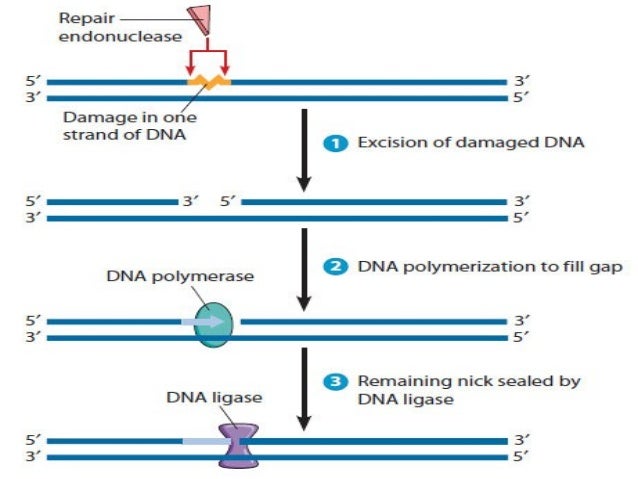 dna damage and repair