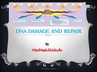 DNA DAMAGE AND REPAIR
By
M.SyedMarjuk.,B.Sc.,hdca.,dhn
DNA Damage And Repair
 