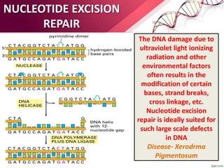 DNA damage and repair | PPTX