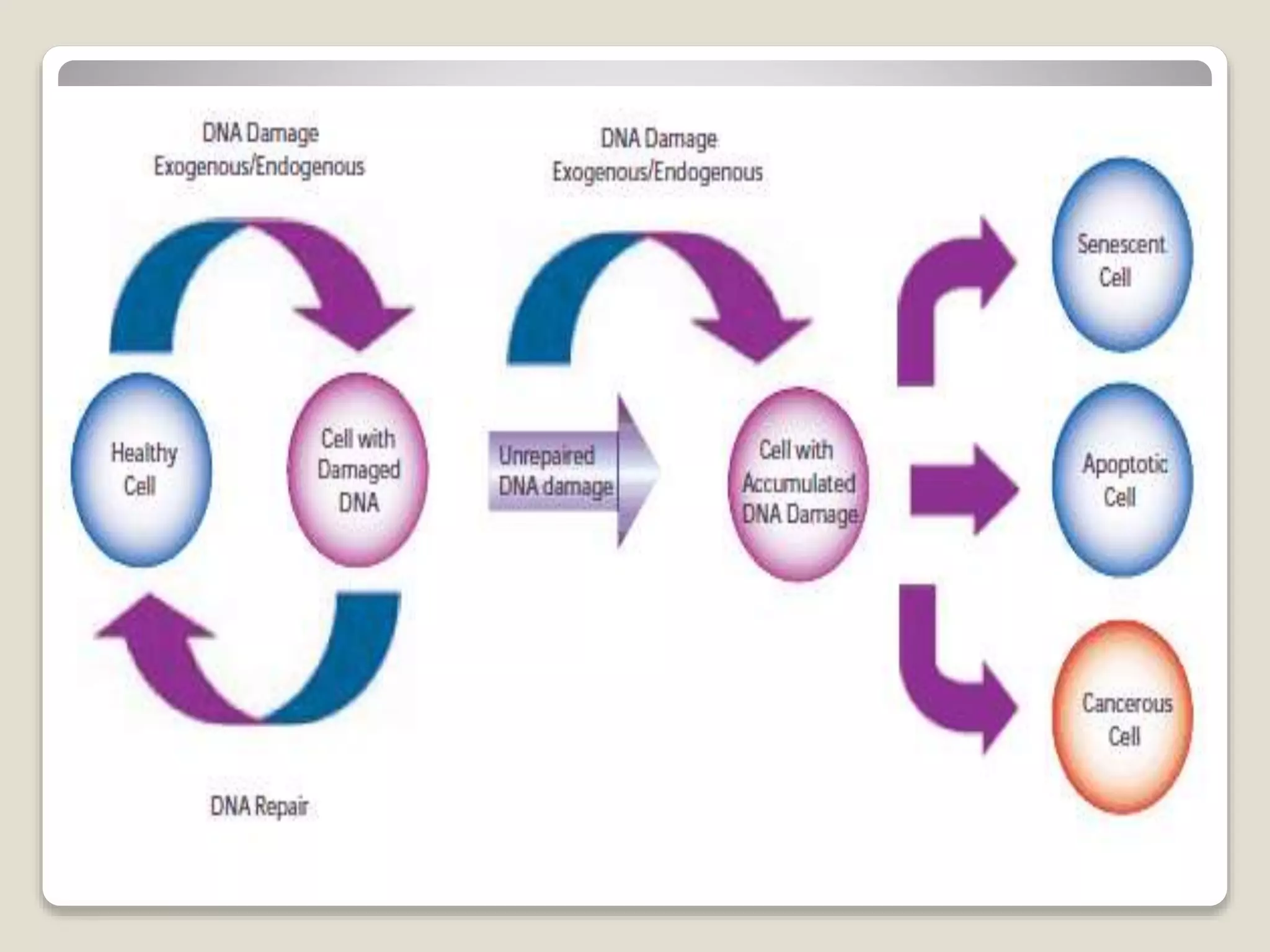 Dna damage and repair