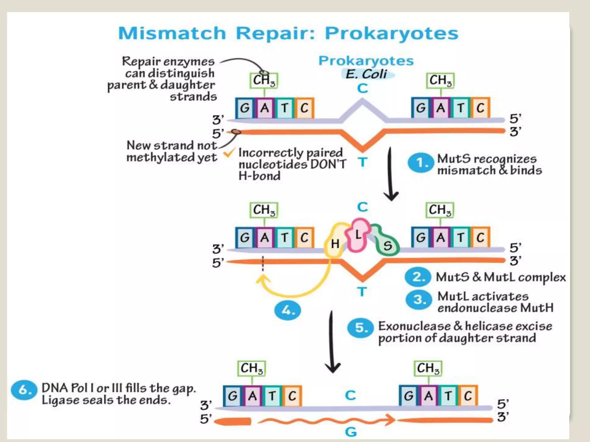 Dna damage and repair