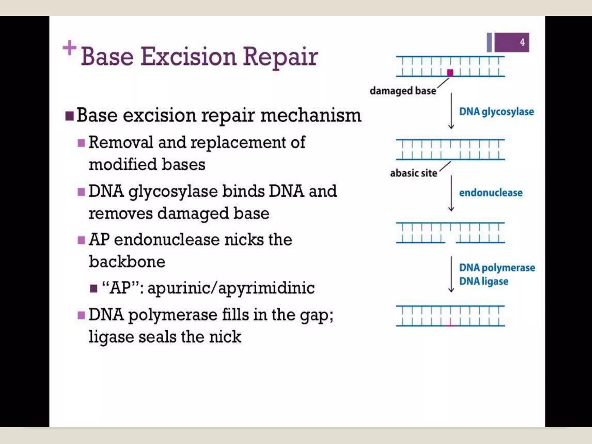 Dna damage and repair