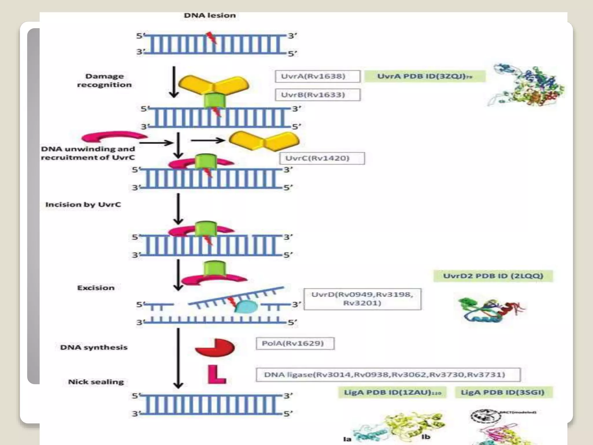 Dna damage and repair