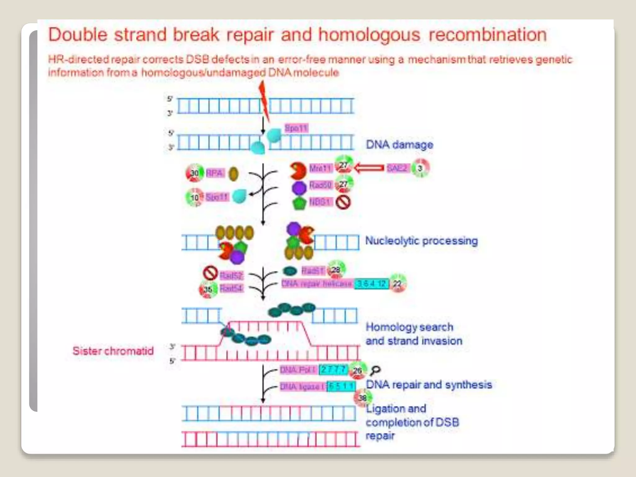 Dna damage and repair