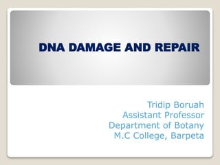 Tridip Boruah
Assistant Professor
Department of Botany
M.C College, Barpeta
DNA DAMAGE AND REPAIR
 