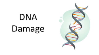 DNA
Damage
 