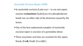 DNA Damage and Repair.pptx
