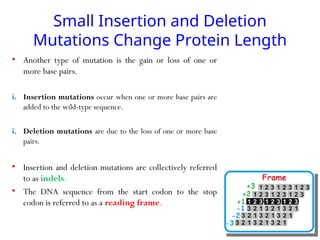 Small Insertion and Deletion
Mutations Change Protein Length
• Another type of mutation is the gain or loss of one or
more base pairs.
i. Insertion mutations occur when one or more base pairs are
added to the wild-type sequence.
i. Deletion mutations are due to the loss of one or more base
pairs.
• Insertion and deletion mutations are collectively referred
to as indels.
• The DNA sequence from the start codon to the stop
codon is referred to as a reading frame.
 