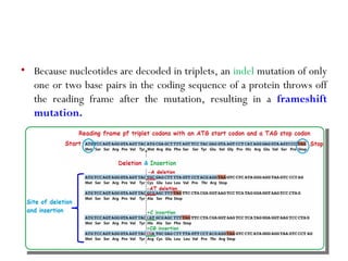 • Because nucleotides are decoded in triplets, an indel mutation of only
one or two base pairs in the coding sequence of a protein throws off
the reading frame after the mutation, resulting in a frameshift
mutation.
 