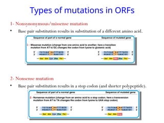 Types of mutations in ORFs
1- Nonsynonymous/missense mutation
• Base pair substitution results in substitution of a different amino acid.
2- Nonsense mutation
• Base pair substitution results in a stop codon (and shorter polypeptide).
 