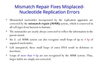 Mismatch Repair Fixes Misplaced-
Nucleotide Replication Errors
• Mismatched nucleotides incorporated by the replication apparatus are
corrected by the mismatch repair (MMR) system, which is conserved in
all cell types from bacteria to humans.
• The mismatches are nearly always corrected to reflect the information in the
parent strand.
• the E. coli MMR system can also recognize small loops of up to 4 bp of
unpaired nucleotides.
• Left unrepaired, these small loops of extra DNA result in deletions or
insertions.
• Loops of more than 4 bp are not recognized by the MMR system. Thus,
larger indels are simply not corrected.
 
