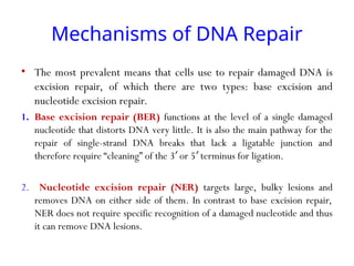 Mechanisms of DNA Repair
• The most prevalent means that cells use to repair damaged DNA is
excision repair, of which there are two types: base excision and
nucleotide excision repair.
1. Base excision repair (BER) functions at the level of a single damaged
nucleotide that distorts DNA very little. It is also the main pathway for the
repair of single-strand DNA breaks that lack a ligatable junction and
therefore require “cleaning” of the 3 or 5 terminus for ligation.
′ ′
2. Nucleotide excision repair (NER) targets large, bulky lesions and
removes DNA on either side of them. In contrast to base excision repair,
NER does not require specific recognition of a damaged nucleotide and thus
it can remove DNA lesions.
 