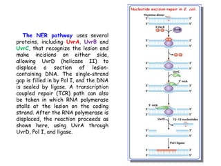 The NER pathway uses several
proteins, including UvrA, UvrB and
UvrC, that recognize the lesion and
make incisions on either side,
allowing UvrD (helicase II) to
displace a section of lesion-
containing DNA. The single-strand
gap is filled in by Pol I, and the DNA
is sealed by ligase. A transcription
coupled repair (TCR) path can also
be taken in which RNA polymerase
stalls at the lesion on the coding
strand. After the RNA polymerase is
displaced, the reaction proceeds as
shown here, using UvrA through
UvrD, Pol I, and ligase.
 