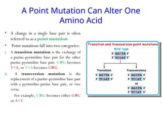 A Point Mutation Can Alter One
Amino Acid
• A change in a single base pair is often
referred to as a point mutation.
• Point mutations fall into two categories:
i. A transition mutation is the exchange of
a purine-pyrimidine base pair for the other
purine-pyrimidine base pair: C G
≡ becomes
T=A, or T=A becomes C G.
≡
ii. A transversion mutation is the
replacement of a purine-pyrimidine base pair
with a pyrimidine-purine base pair, or vice
versa.
For example, C G
≡ becomes either G C
≡
or A=T.
 