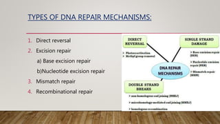 TYPES OF DNA REPAIR MECHANISMS:
1. Direct reversal
2. Excision repair
a) Base excision repair
b)Nucleotide excision repair
3. Mismatch repair
4. Recombinational repair
 
