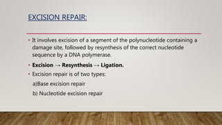 EXCISION REPAIR:
• It involves excision of a segment of the polynucleotide containing a
damage site, followed by resynthesis of the correct nucleotide
sequence by a DNA polymerase.
• Excision → Resynthesis → Ligation.
• Excision repair is of two types:
a)Base excision repair
b) Nucleotide excision repair
 