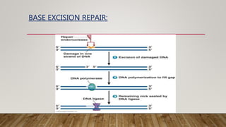 BASE EXCISION REPAIR:
 