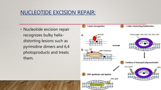 NUCLEOTIDE EXCISION REPAIR:
• Nucleotide excision repair
recognizes bulky helix-
distorting lesions such as
pyrimidine dimers and 6,4
photoproducts and treats
them.
 