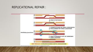 REPLICATIONAL REPAIR :
 