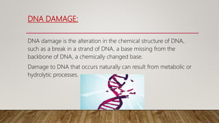 DNA DAMAGE:
DNA damage is the alteration in the chemical structure of DNA,
such as a break in a strand of DNA, a base missing from the
backbone of DNA, a chemically changed base.
Damage to DNA that occurs naturally can result from metabolic or
hydrolytic processes.
 