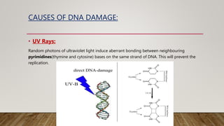 CAUSES OF DNA DAMAGE:
• UV Rays:
Random photons of ultraviolet light induce aberrant bonding between neighbouring
pyrimidines(thymine and cytosine) bases on the same strand of DNA. This will prevent the
replication.
 