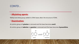 CONTD…
• Alkylating agents:
Methyl and ethyl group added to DNA bases alters the structure of DNA.
• Deamination:
An amino group of cytosine is removed and the base becomes uracil.
An amino group of adenine or guanine is removed and the base becomes hyoxanthine.
 