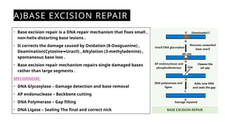 DNA Damage and Repair Mechanism With Associated Diseases . | PPTX