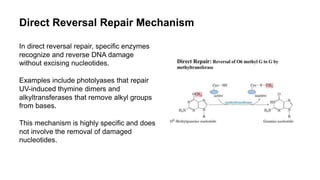 Direct Or Reverse Regulation Process DNA DAMAGE AND REPAIR MECHANISM (M.sc Botany).pptx