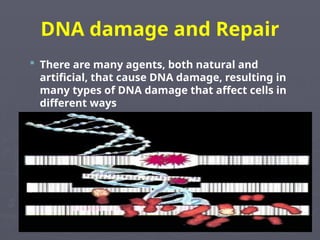 DNA damage and Repair (P5).pptتووتووزنووزز | PPT